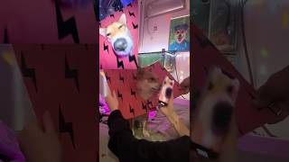 Oh My God😰Wait For End😳Bro went Viral Without Doing Nothing😂viral dog animals usa tiktok [upl. by Genovera357]