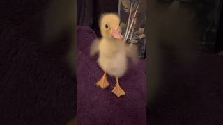 Bolt the runner duck first Moday CaenhillCountrysideCentre mondaymood babyanimals ducklings [upl. by Nevets]