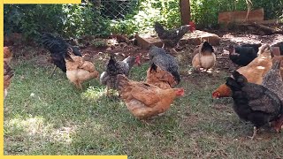 Chickens running and clucking assembling for chicken food  free range chicken [upl. by Tamsky]