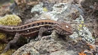 Herping Chile  Anfibios y reptiles de la zona central [upl. by Lizabeth]