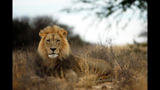 Namibia Selvagem O Deserto  2 [upl. by Zelle]