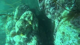 Sonoma freedive spearfishing and abalone diving trip [upl. by Melac]