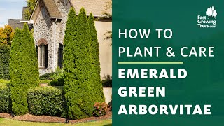 Emerald Green Arborvitae Tree  How to Plant amp Care [upl. by Stanway559]