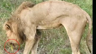 S8  The Fight For Life  What Happened to the S8Imbali Male Lion [upl. by Ahsiuqet]