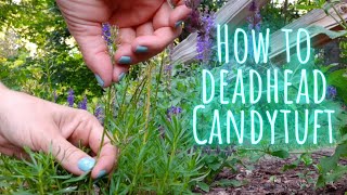 How to Easily Deadhead Candytuft ✂️ Video Tutorial Quick Clip Tips • Growing Home Gardening [upl. by Livvyy]