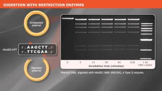 Cloning With Restriction Enzymes [upl. by Lladnor793]