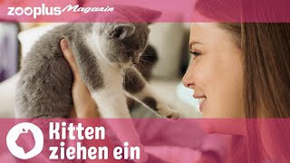 Katzenbabys ziehen ein Tipps amp Tricks zum Einzug Kitten richtig füttern und erziehen  zooplusde [upl. by Inneg]