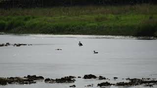 An Osprey having a quick bathe in a Scottish river [upl. by Manouch110]