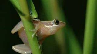 Pseudacris ocularis  Little grass frogs [upl. by Adelaide]