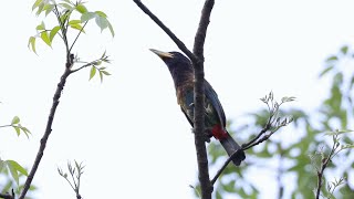 Great Barbet Call  Himachal Pradesh  4K [upl. by Nayt496]