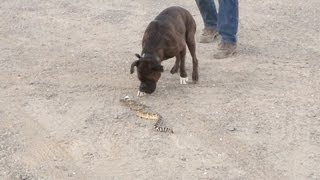 Training dogs to avoid rattlesnakes [upl. by Naihs]