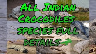 INDIAN CROCODILIANS  Indian Crocodiles full details video  भारत के मगरमच्छों के नस्लें MUST WATCH [upl. by Lesly]