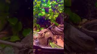 Ultimate Bioactive Terrarium Live Plants Geckos Baby Dart Frogs amp More  Terrarium Station [upl. by Gail]