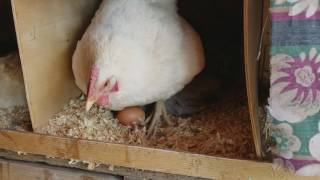 Chicken Egg Collecting Daily Routine [upl. by Arotal]