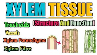 BioPoint Xylem Structure  Function  Tracheid  Vessels  Xylem Fibre And Parenchyma xylem [upl. by Asirahc]