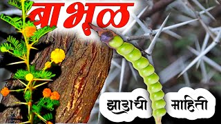 बाभूळAcacia झाडाची वैशिष्ट्ये आणि उपयोग Information About Babul Tree In Marathi kuberclasses [upl. by Diraf]