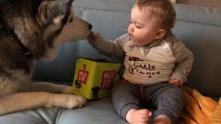 My Baby learning to feed my Husky is the Cutest Thing Ever [upl. by Keppel107]