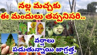 వర్షాలు పడుతున్నాయి జాగ్రత్త నల్ల మచ్చకు ఈ మందులు తప్పనిసరిGraduateFarmervyas [upl. by Acima]