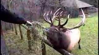 The Oregon Zoos Flying Reindeer [upl. by Hnim]