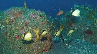 【映像記録】シラコダイと泳ぐ Blackloin butterflyfish [upl. by Goldin651]