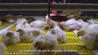 FR Système colonie BroMaxx® pour poulets de chair [upl. by Adiol512]