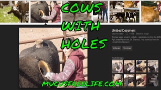 Cows with Holes AKA Cannulated Cow Review by Prof Spira [upl. by Leahcimnaes579]