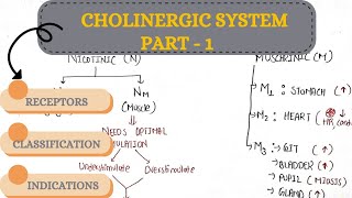 CHOLINERGIC SYSTEM PART1  MBBS 2ND YEAR  B PHARMACY [upl. by Ramburt]