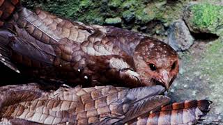 Oilbirds come to Costa Rica [upl. by Lraep65]