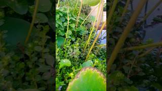 AQUATIC PLANTS GROW IN POND [upl. by Monika]