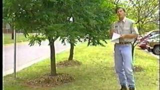 Proper Tree Pruning Methods Part 1 [upl. by Pitts]