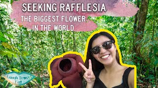 Seeking Rafflesia  the biggest flower in the world in Khao Sok National Park Thailand [upl. by Alcott]