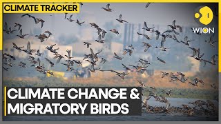 UK migratory birds in freefall over climate change  WION Climate Tracker [upl. by Sebbie631]