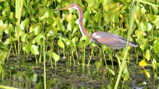 Tricolored Heron at orlando wetlands [upl. by Wendie]