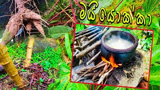 Manioc Cassava මයියොක්කා Organic food Prepared by Father [upl. by Lorrie]