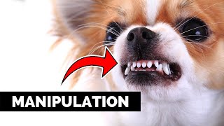 Here’s How Your Dog Manipulates You Without You Noticing [upl. by Amirak]