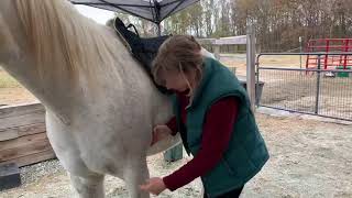 Girthing Placement  How to Measure amp Where to Buckle Your Freeform Treeless Saddle [upl. by Trembly]