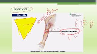 ANATOMY THE CUBITAL FOSSA AND RELATED FORARM [upl. by Eaves137]