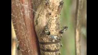 Pteromalidae  Pteromalus puparum infects a chrysalis of Papilio machaon [upl. by Llenyr]