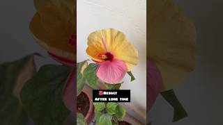 Hibiscus journey from cross pollination to blooms🌺youtubeshorts trending garden [upl. by Enaitsirhc363]