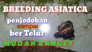 CARA BREEDING CHANNA ASIATICA  breeder pemula WAJIB nonton part 1 [upl. by Humberto]