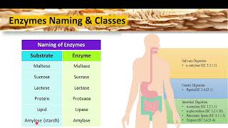 Enzyme Chemistry  Lecture 1 [upl. by Ferdie]