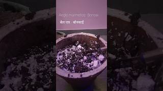 Aegle marmelos  बेल पत्रबोन्साई bonsai gardening gaming viral viralvideo [upl. by Clarissa]