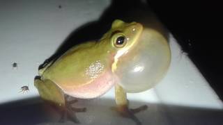 When a frog croaks literally Rubys Zoo [upl. by Nnyltak]