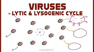 Lytic and Lysogenic Cycles of Virus Replication [upl. by Chas]