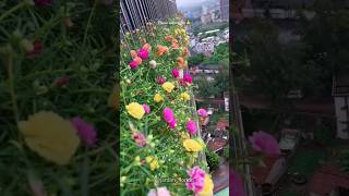 How to grow mossroseportulaca from seed 🌺💐🌹 portulacaflower shorts portulaca mossrose trending [upl. by Eilama]