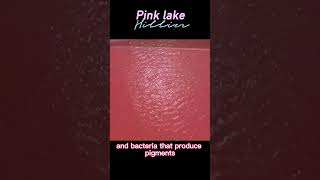 Pink Lake Hillier Australia shorts [upl. by Annawak]