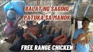 PATUKA SA FREE RANGE CHICKEN Balat Ng saging at iba pa [upl. by Pallas482]