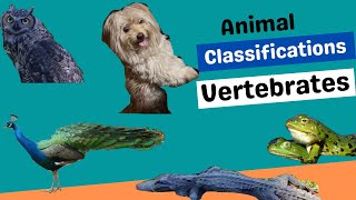 Vertebrates  Animal Classifications  Science  Lesson  Kids [upl. by Anos541]