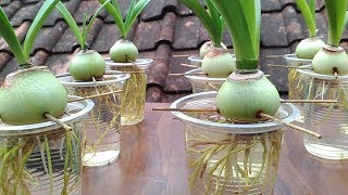 Grow Amaryllis in Water with Plastic Cups [upl. by Darcie]