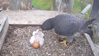 Worcester Cathedral Peregrines Sokoły Peter amp Peggy  Witamy 3 pisklę 🐥🌹🍀🐥🌹🍀🐥🌹🍀🥚🍀🌹Karmienie [upl. by Conway]